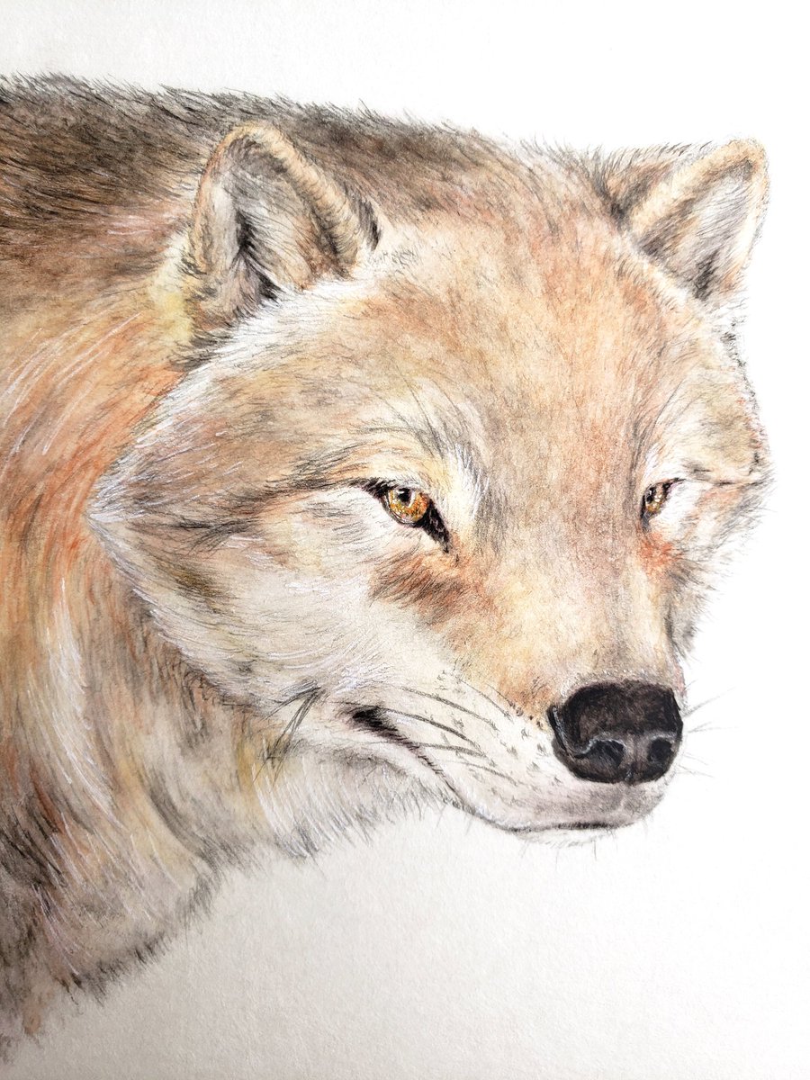 X開始から11ヶ月🐶🐶 いつもいいねやRT有難うございます