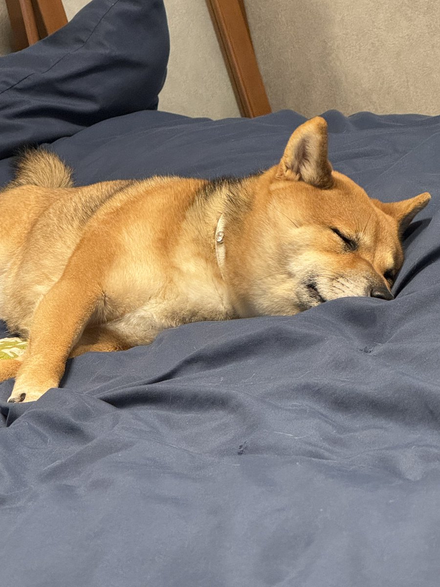 eraeraaki's tweet photo. #豆柴
#shiba
#柴犬
とても可愛い愛犬です！ https://t.co/q6ceGDTRjO