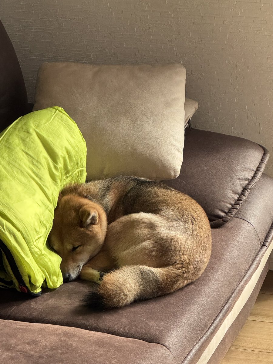 eraeraaki's tweet photo. #豆柴
#shiba
#柴犬
とても可愛い愛犬です！ https://t.co/q6ceGDTRjO