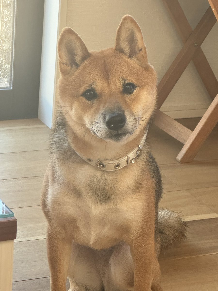 eraeraaki's tweet photo. #豆柴
#shiba
#柴犬
とても可愛い愛犬です！ https://t.co/q6ceGDTRjO
