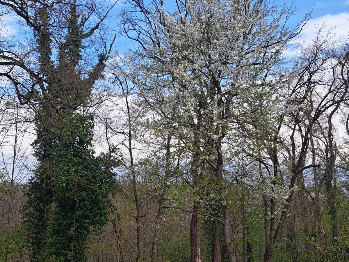 IsidoraIda's tweet image. We are happy to join the in-person TRANSFORMIT Living Lab stakeholders meeting in Zagreb! 🌍🌳 Grateful for the opportunity to gain insights into the implementation of IFM in urban forest management. #TRANSFORMIT #UrbanForestry #IFM #SustainableCities #ForestInnovation