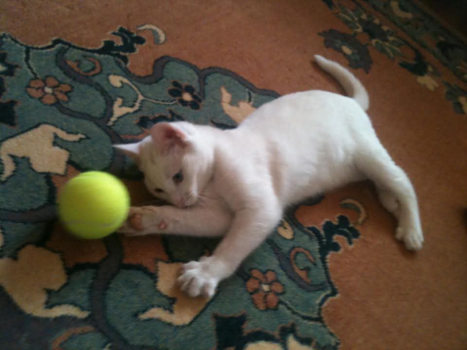 Eser Güzel tweet media