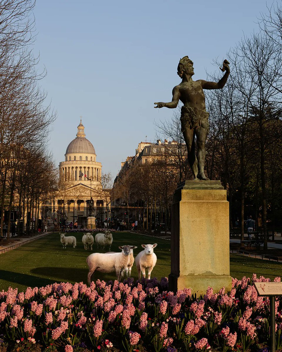 JardinLuco's tweet photo. 🐑 La transhumance au Jardin du Luxembourg https://t.co/zM5wd94352