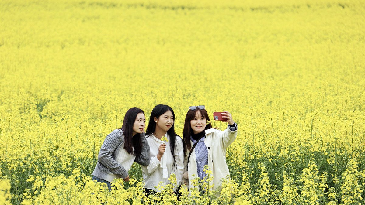 HiGansu's tweet photo. 🌸🌿 Sea of rapeseed flowers, so beautiful! A good place to #springout 🤩 

📸✨On March 30, the blooming rapeseed flowers Wudu district, Longnan city, #Gansu province, attracted tourists from surrounding areas to visit and take photos. #SpringinChina #QingmingCutoms #TravelTown https://t.co/IhRifXFm5o