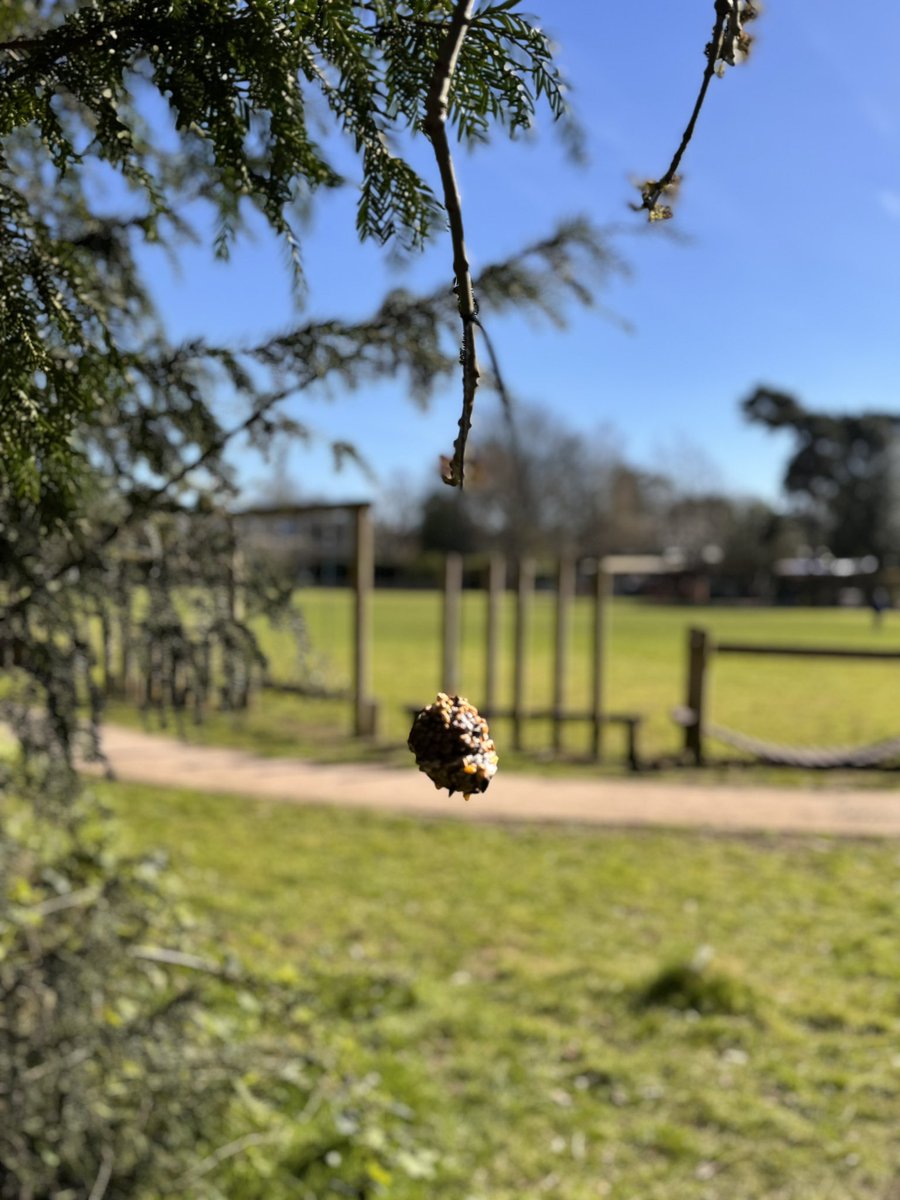 Thinking of our wildlife. 
The children are making natural feeders and hanging them in the trees! 🌲 🌳