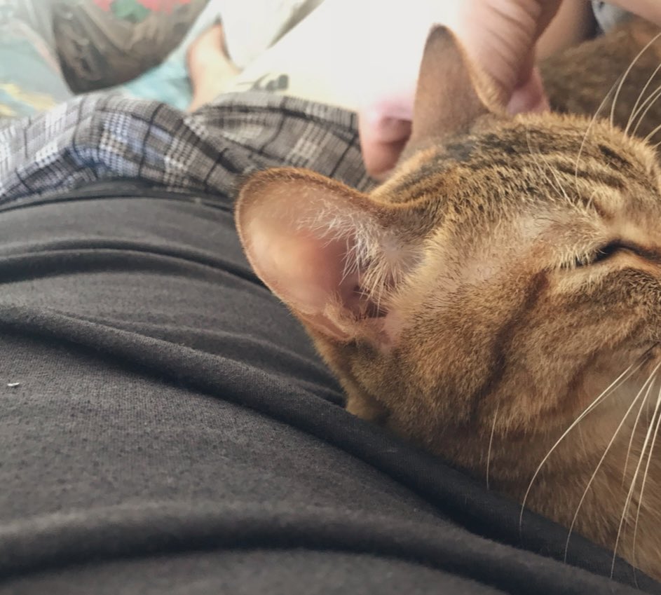 狗硬人夫 tweet media