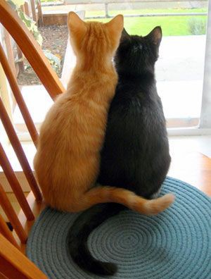 🐈🐈‍⬛