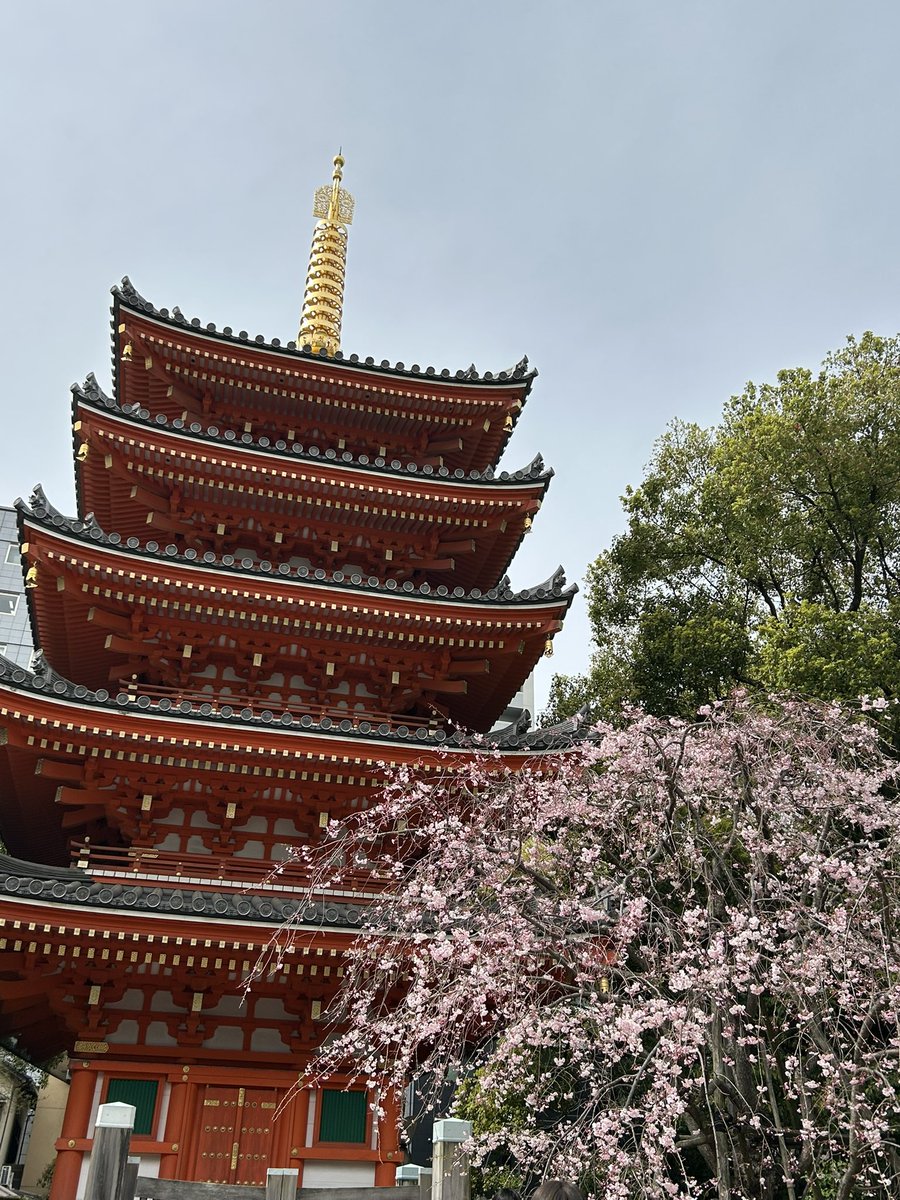 laundry_kai's tweet photo. 五重塔と桜
綺麗すぎる🌸

#東長寺
#桜満開
#桜
#博多区 https://t.co/exPuQC26hH