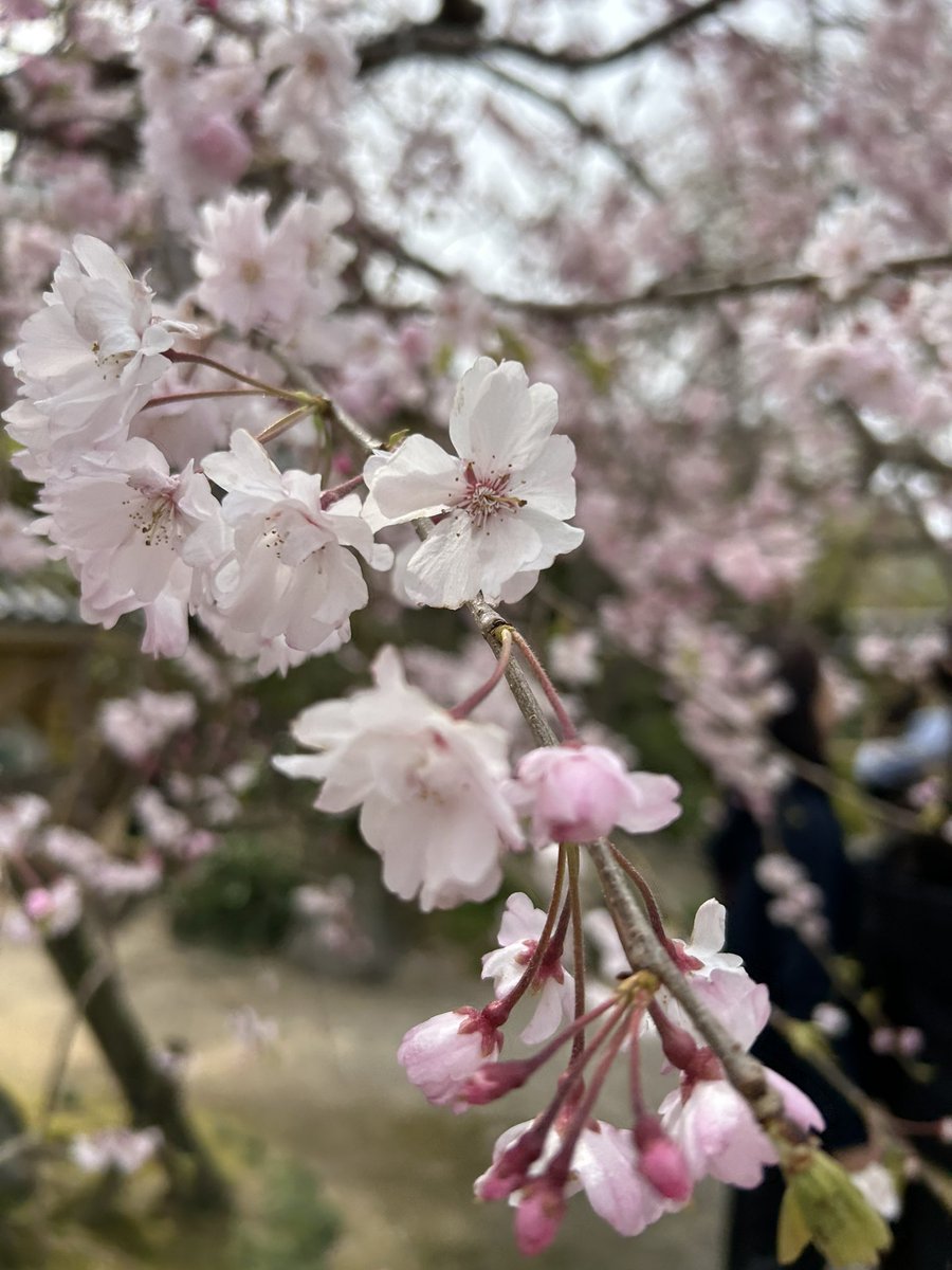 laundry_kai's tweet photo. 五重塔と桜
綺麗すぎる🌸

#東長寺
#桜満開
#桜
#博多区 https://t.co/exPuQC26hH