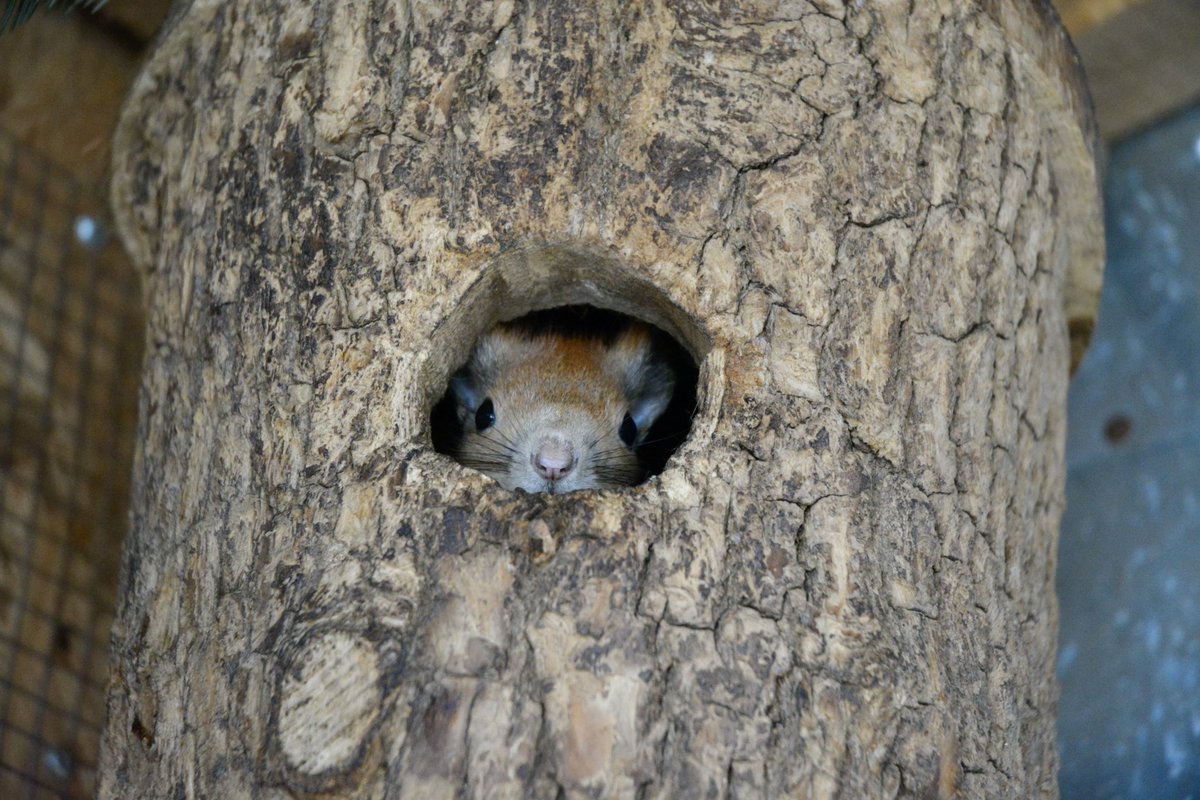 shelter_domivka's tweet photo. Someoneโs peeking outโฆ clearly waiting for a tasty treat. ๐ฟ๏ธ
So if you happen to have a spare nut โ you know where to bring it๐
#ShelterDomivka #CuteFaces #Peekaboo #WaitingForSnacks #AnimalRescue https://t.co/RYRurP3UEl