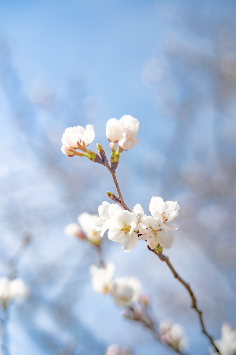IXw1010's tweet photo. 春🌸 https://t.co/AMFK3xUask