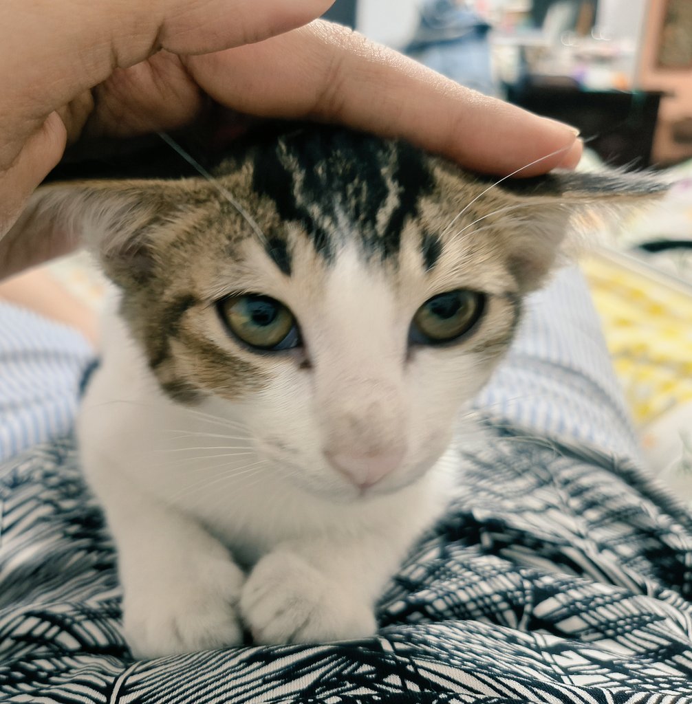 kucingnusa's tweet photo. 🚨adopsi kucing GRATIS🚨
dom bandung/cimahi

kakak2 yang lagi cari kucing manja, clingy BGT, pinter, extrovert, lincah, adek satu ini lagi forever home 🥹

3 bulan setengah
betina
udh bisa poop/pee di litterbox
udah kasih obat cacing 1x

minat reply yaaa, nanti lsg aku dm https://t.co/86IOmsUEoX