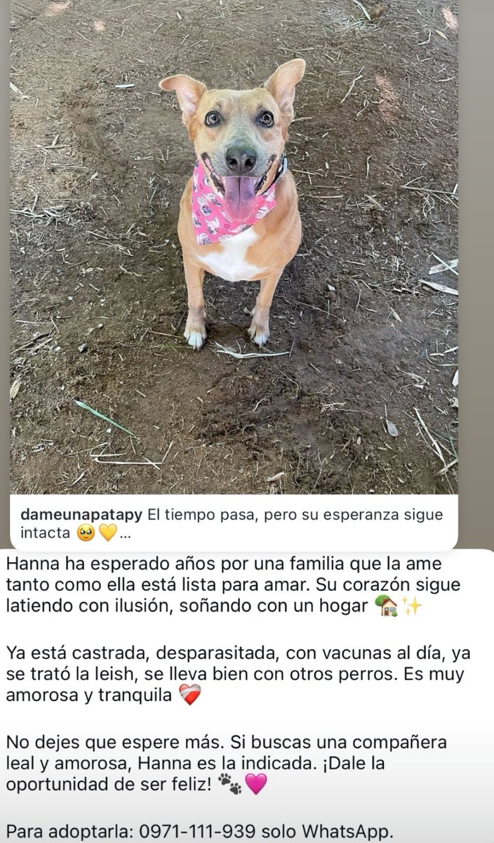 mariannojeda's tweet photo. Por favor RT hasta que encuentre una Familia para dar su Amor https://t.co/AfoxdDdPHv