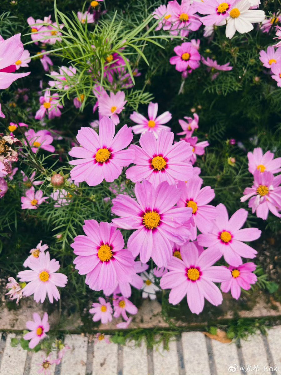 Kokikimurahk1's tweet image. Repost from 光希 #koki 

Recent pictures ☺️💖📷
#Webio #微博