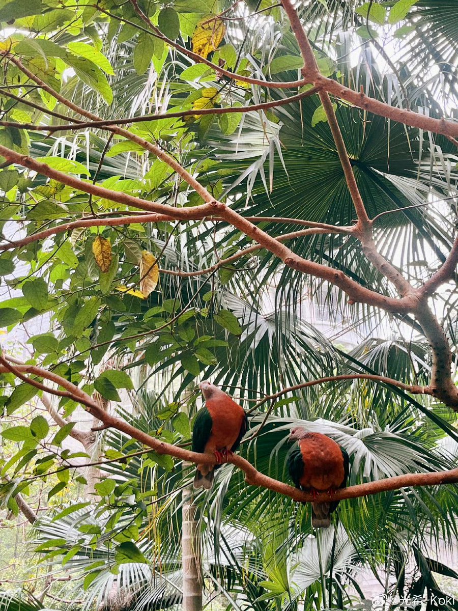 Kokikimurahk1's tweet image. Repost from 光希 #koki 

Recent pictures ☺️💖📷
#Webio #微博