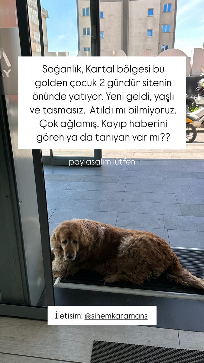 2 gündür sitenin önünde yatıyor yeni geldi yaşlı ve tasmasız atıldı mı bilmiyoruz çok ağlamış kayıp haberi yada yada gören tanıyan var mı bu goldeni arkadaşlar İstanbul Kartal 

İnstagram @sinemkaramans 

#SokakHayvanlarıSahipsizDeğil