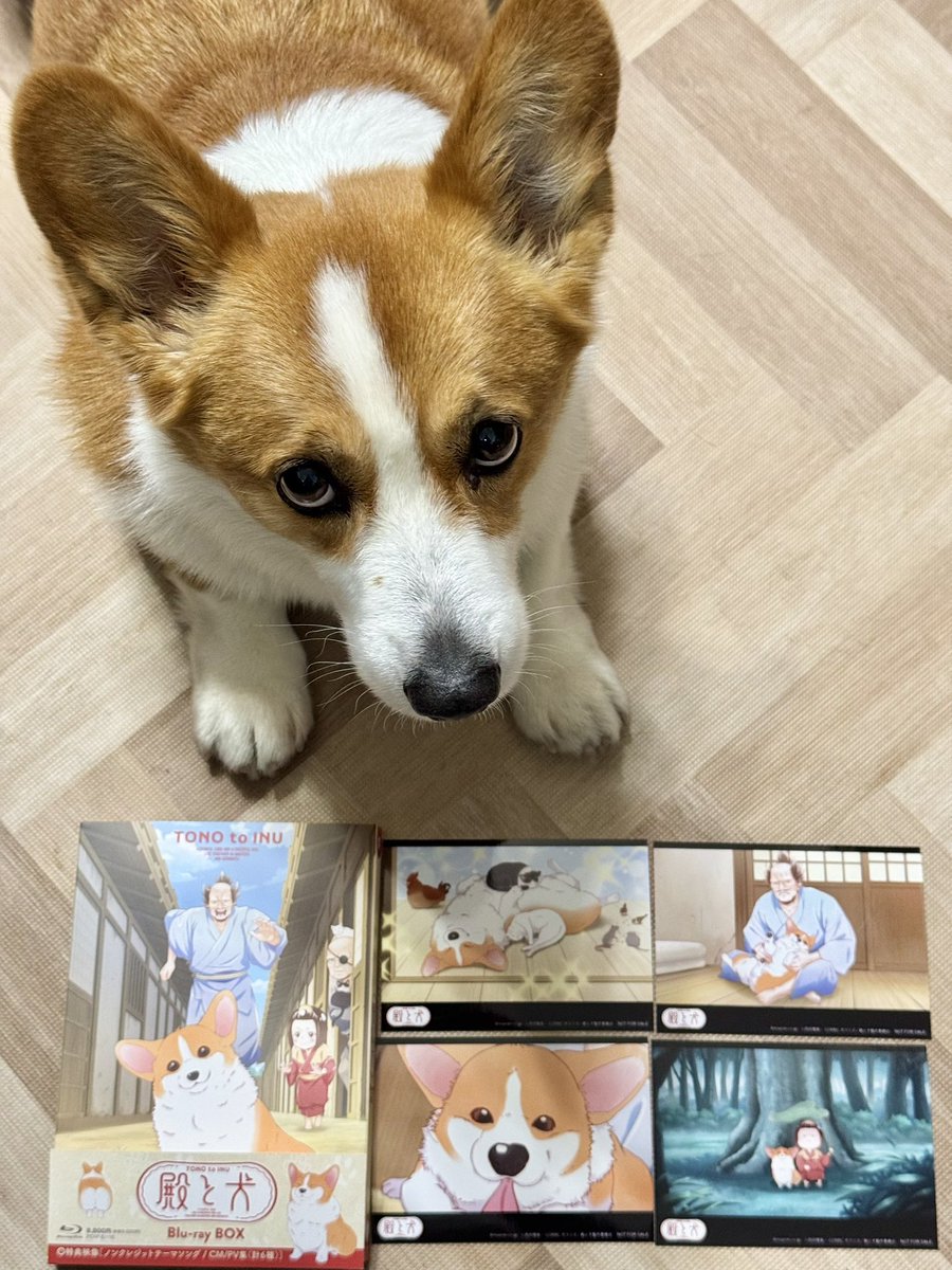 殿と犬のBlu-ray Box 届きました😄見るの楽しみです😋
#殿と犬