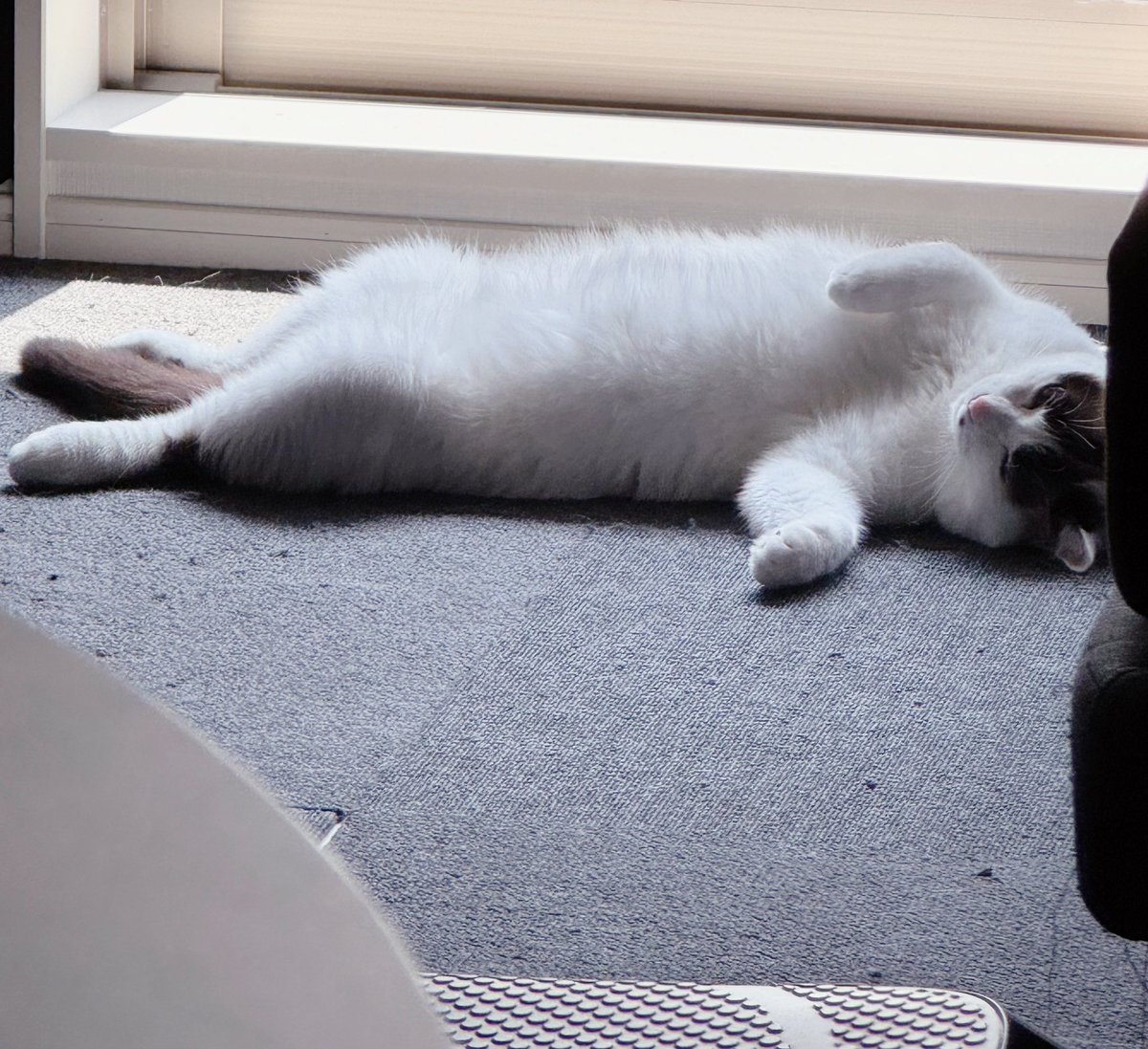 kyonohyke's tweet photo. #猫 #猫のいる暮らし #猫好きさんと繋がりたい
#ねこ #ねこのいる暮らし #ねこ好きさんと繋がりたい https://t.co/baLRMxNzSo