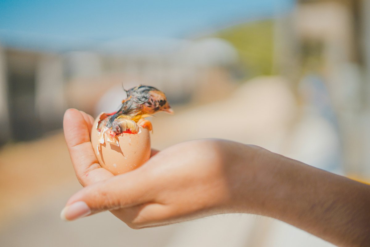 PPILOW (@ppilowh2020) on Twitter photo PPILOW project presents 1st Practice Abstracts on OFP (PA 1) 🌿
"On-farm hatching in organic and low-input outdoor farms"🐣
🔎Read it here👇
organic-farmknowledge.org/tool/53693
<a href="/farm_knowledge/">Organic Farm Knowledge</a> PPILOW project presents 1st Practice Abstracts on OFP (PA 1) 🌿
"On-farm hatching in organic and low-input outdoor farms"🐣
🔎Read it here👇
organic-farmknowledge.org/tool/53693
<a href="/farm_knowledge/">Organic Farm Knowledge</a>