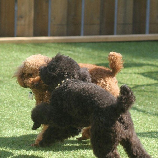 Archive_Roo's tweet photo. #Commedes #Garcons https://t.co/rgjSkN16fC