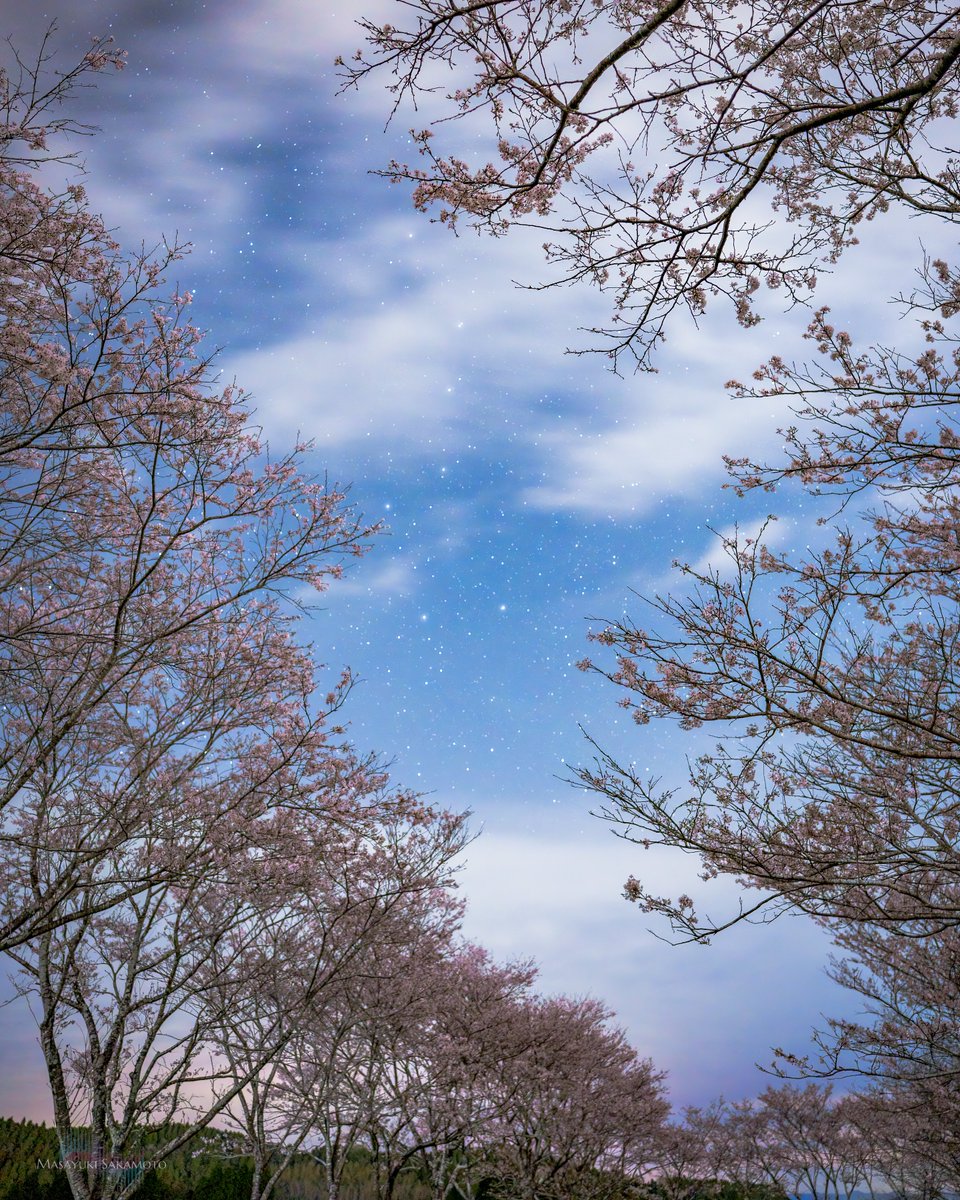 宮崎県小林市公式/プロモーション&ふるさと納税ナビ (@furusato_kb) on Twitter photo 【#小林市の星空】
小林市が誇る桜の名所、まきばの桜🌸
桜並木から覗く夜空には北斗(ほくと)七星が…✨
シリーズラストに相応しい最高の1枚です‼️
風景写真家 Masayuki Sakamotoさん、
約1年のシリーズ構成と撮影ありがとうございました😆
#小林市  #ハッシンコバヤシ #日本一の星空 【#小林市の星空】
小林市が誇る桜の名所、まきばの桜🌸
桜並木から覗く夜空には北斗(ほくと)七星が…✨
シリーズラストに相応しい最高の1枚です‼️
風景写真家 Masayuki Sakamotoさん、
約1年のシリーズ構成と撮影ありがとうございました😆
#小林市  #ハッシンコバヤシ #日本一の星空