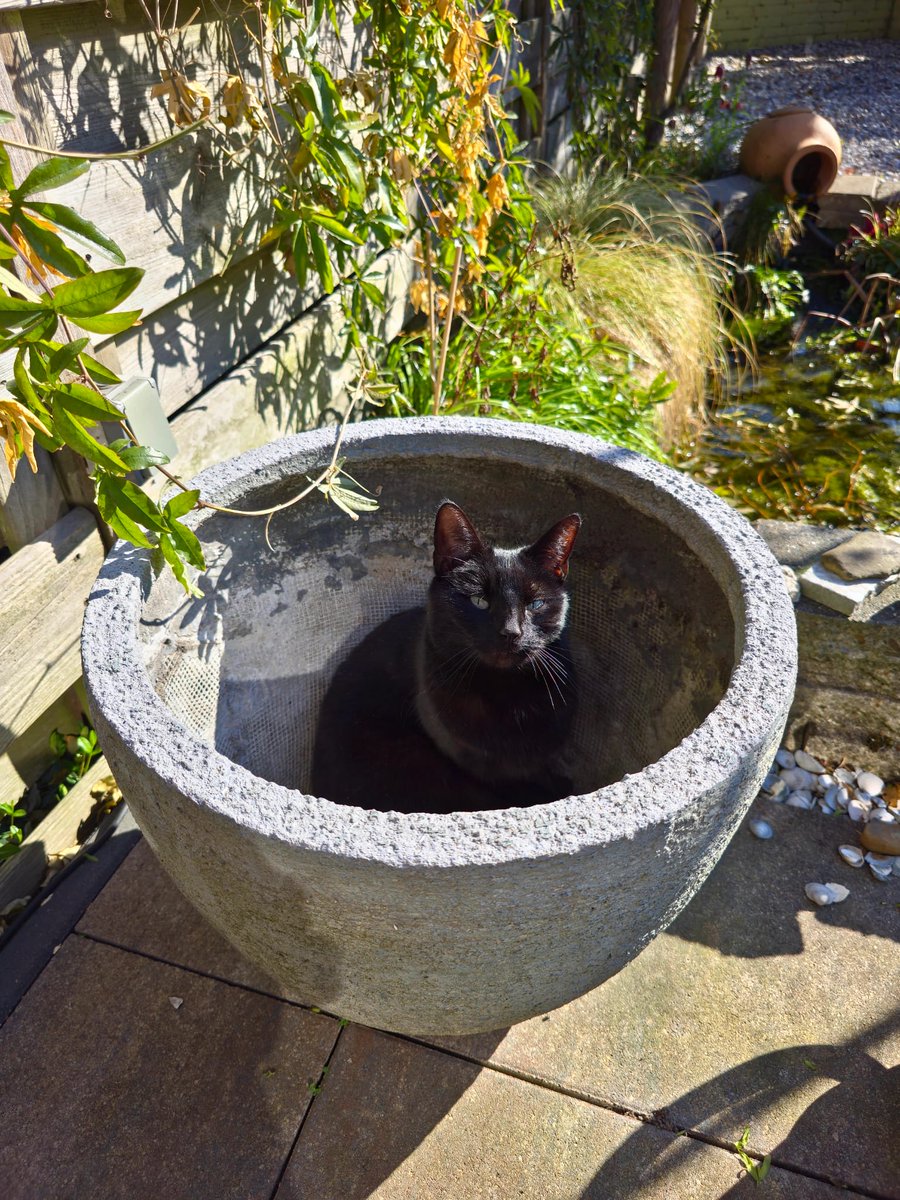 MidnightStar__'s tweet photo. Nieuwe kat! Dit is Yuna 🥰 de eigenaren van het huis dat we vandaag hebben gekocht lieten haar achter door hun omstandigheden. https://t.co/S8pDQLFEPg