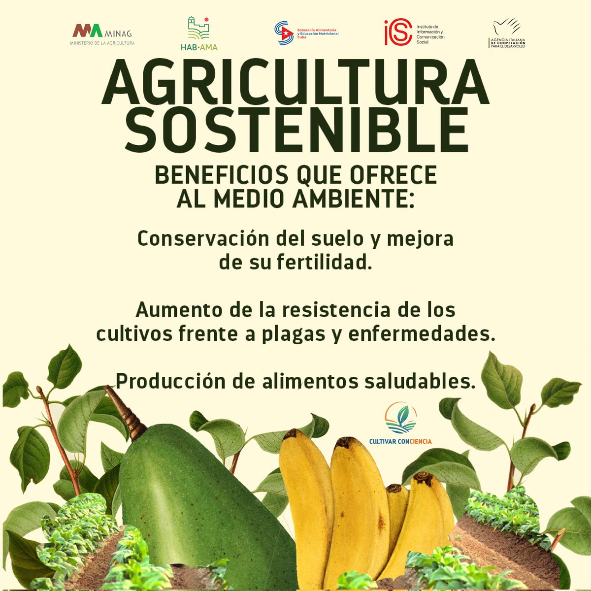 CultivaCiencia's tweet photo. Las prácticas agrícolas sostenibles juegan un papel fundamental en la conservación del medio ambiente al equilibrar la producción de alimentos con el cuidado y preservación de los recursos naturales. 🌱🌿👩🏾‍🌾

#Cuba #SoberaníaAlimentaria #CultivarConciencia https://t.co/J7UCwhQQZU