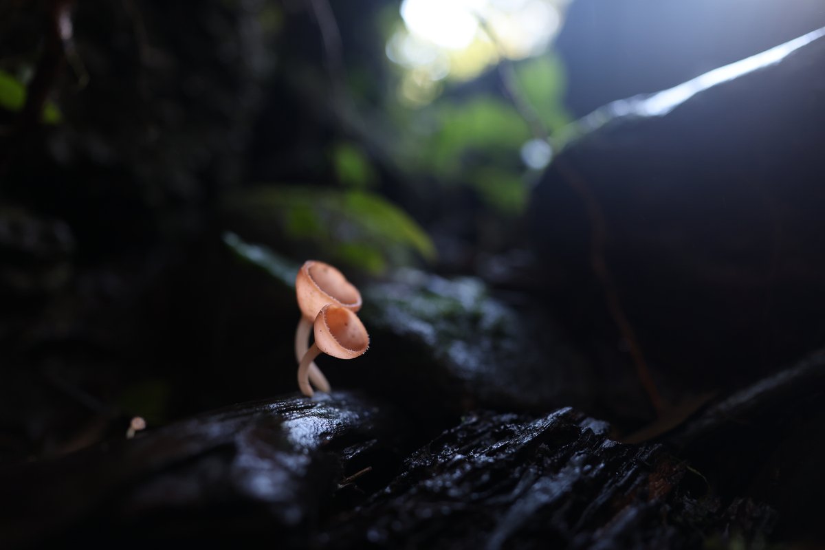 CanonEspana's tweet photo. Amplia tu visión creativa con el RF 20 mm f/1.4L VCM, nuestro nuevo objetivo ultra gran angular híbrido profesional. ¡Diseñado para llevar tu narrativa más allá!

🎥📸 Descubre por qué es la elección ideal para fotógrafos y cineastas.
https://t.co/4TCO7AwF0Z https://t.co/5J0qjDTlcE