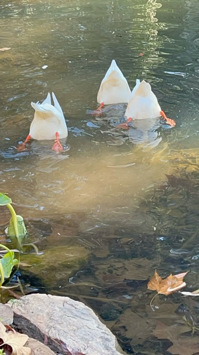 greenvibe's tweet image. 