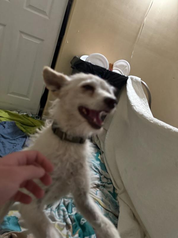 prettyun1que's tweet photo. Hello everyone, our dog Whitey is missing. Last seen March 28th at Hubbard and 7th in San Fernando, CA. If anyone has information, please call/text 747-832-0908 or 818-391-2547. https://t.co/zTRlZdfeMk