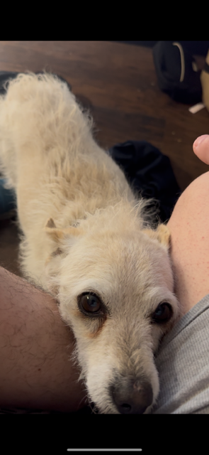 prettyun1que's tweet photo. Hello everyone, our dog Whitey is missing. Last seen March 28th at Hubbard and 7th in San Fernando, CA. If anyone has information, please call/text 747-832-0908 or 818-391-2547. https://t.co/zTRlZdfeMk
