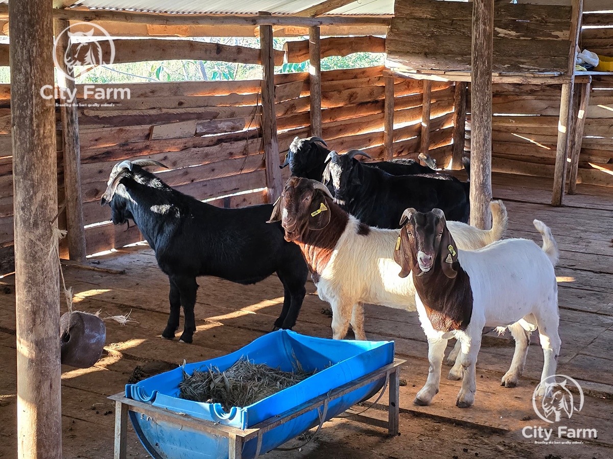 cityfarmug's tweet photo. Healthy & Strong! At City Farm, our mission is to only raise top quality goats. #breedingqualityanimals #profitablefarming #GoatFarmingUganda https://t.co/05Q4TdxTzI