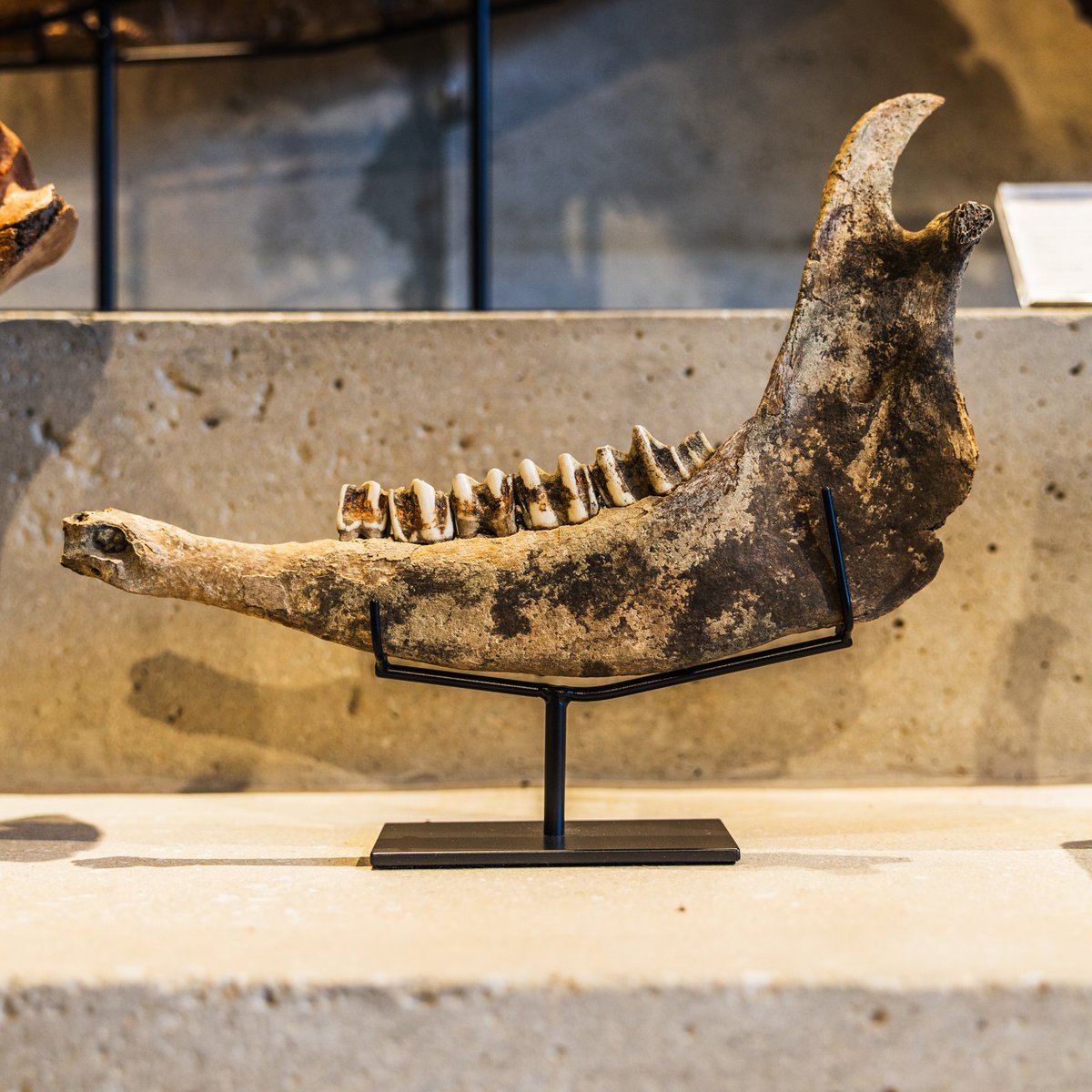 化石 2種の哺乳類のご紹介です。 更新世（約200万年前～1万年前）の