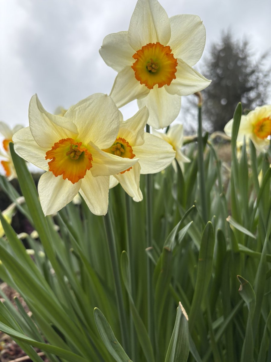 Gorgeous daffodils 🌼 contact <a href="/NGGardening/">NaturalGreenGardens</a> for our garden design and planting service. #gardendesign #planting #gardener #leeds