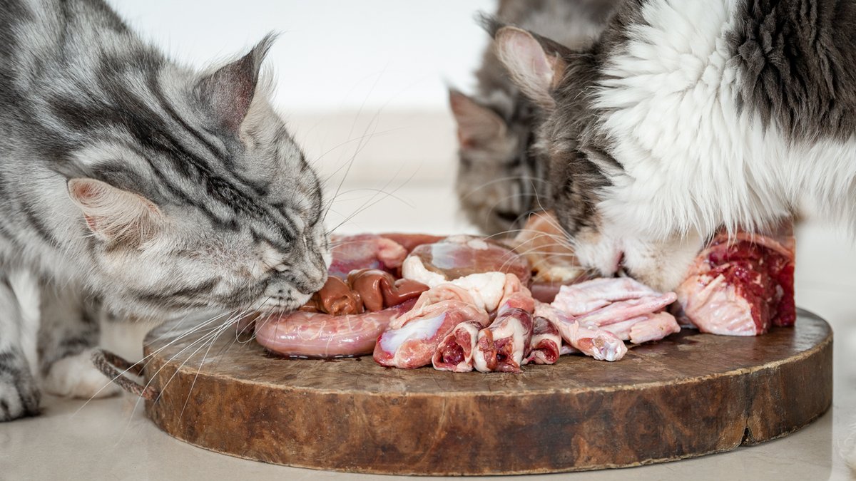 Felis Gallery by Robert Sijka tweet media