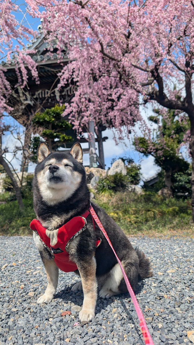onikukanmi's tweet photo. 毎年恒例の近所のお寺のよくわからない花の木とさくら
とメガネさくら https://t.co/jle9imJ3Ci