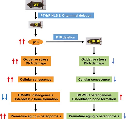 This work highlights the potential therapeutic value of targeting cellular senescence pathways in the treatment of premature osteoporosis and age-related bone loss. doi.org/10.1093/stmcls…