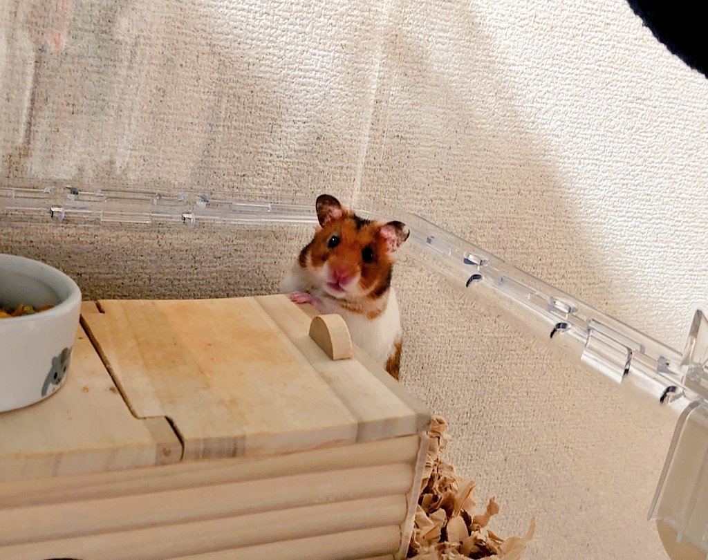 ハムと言えば···

一般人「美味しいね🍴」
ギタリスト「図太いサウンド🎸」
わい「うちのハムちゃん可愛いよおおぉぉぉ〜💘」