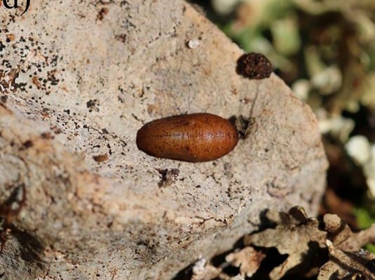 Hoy ve la luz un nuevo artículo publicado en el Boletín de la Asociación española de Entomología

Registros tardíos recurrentes de Pseudophilotes panoptes (Hübner [1813]) (Lepidoptera, Lycaenidae) en la Comunidad Valenciana, España

Descarga en: entomologica.es/publicaciones-…