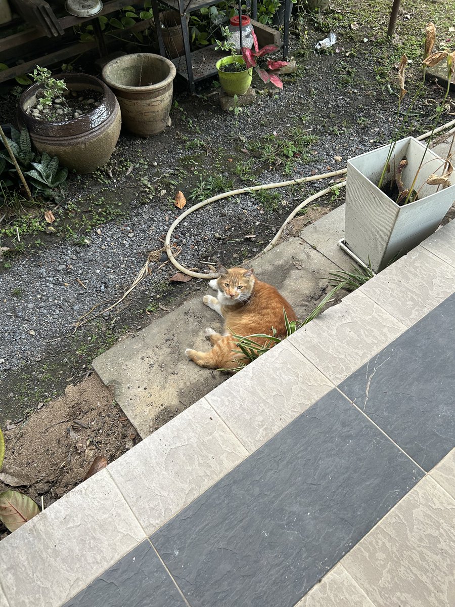 yemmeow's tweet photo. Muka macam taik ayam panu https://t.co/KU41caC4Fo