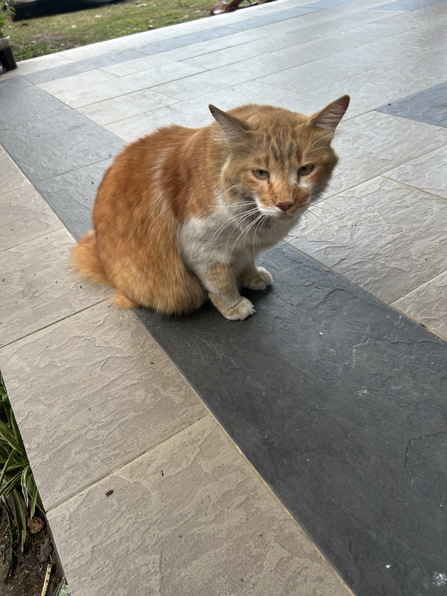 yemmeow's tweet photo. Muka macam taik ayam panu https://t.co/KU41caC4Fo