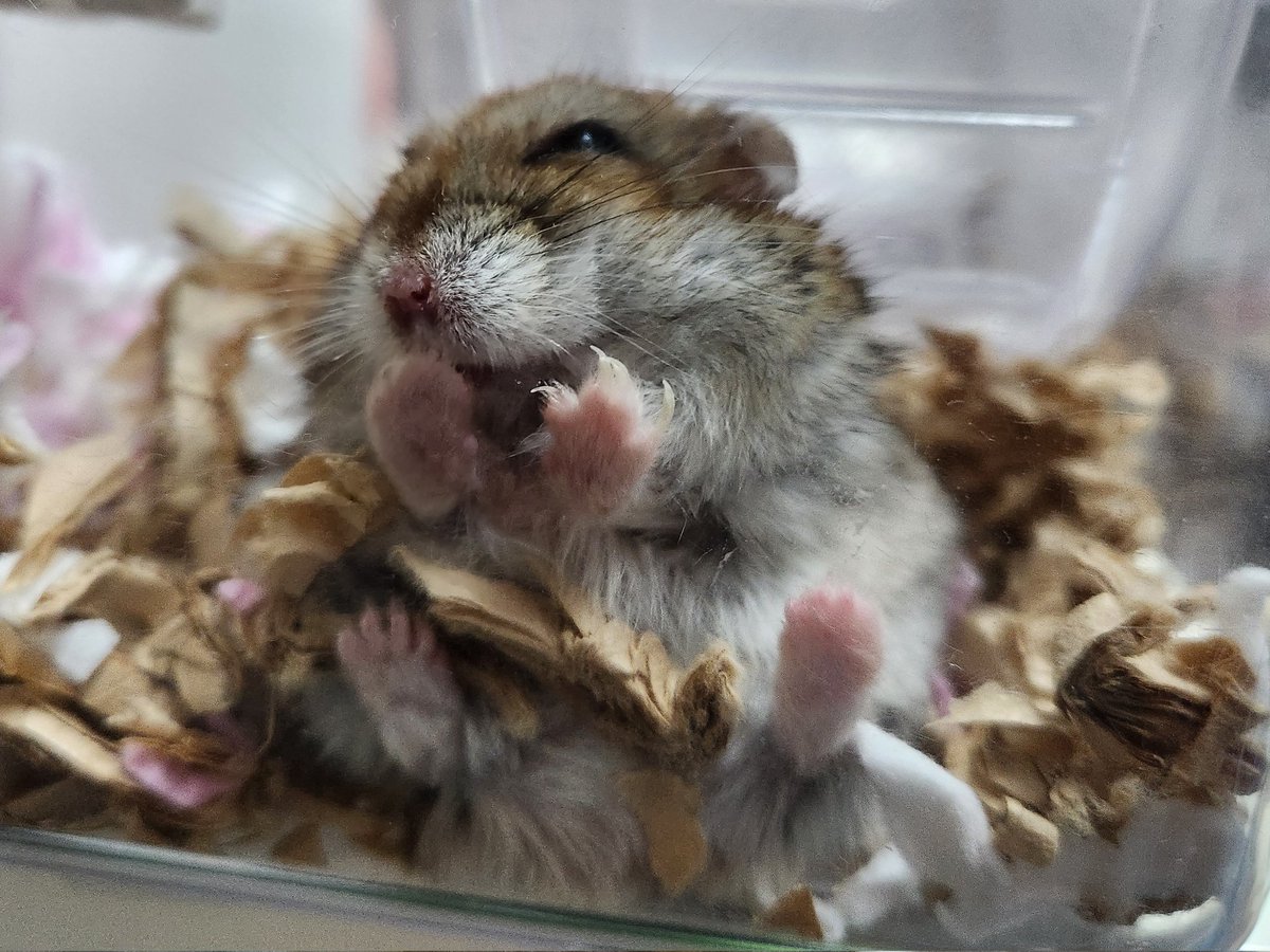 か、かわいすぎて…😭❤❤『まーぼを甘やかすでち❗飼い主早くうまく持ってくるでちよ😏』
#ハムスター
#ジャンガリアンハムスター