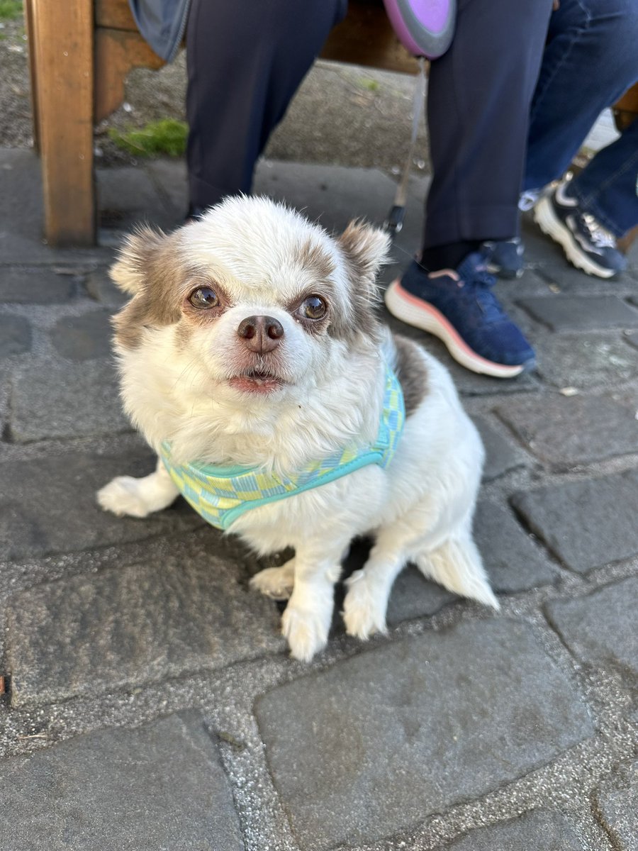 i asked this lady if i can pet her fat chihuahua and it growled and bit me  bastard, image size:900x1200