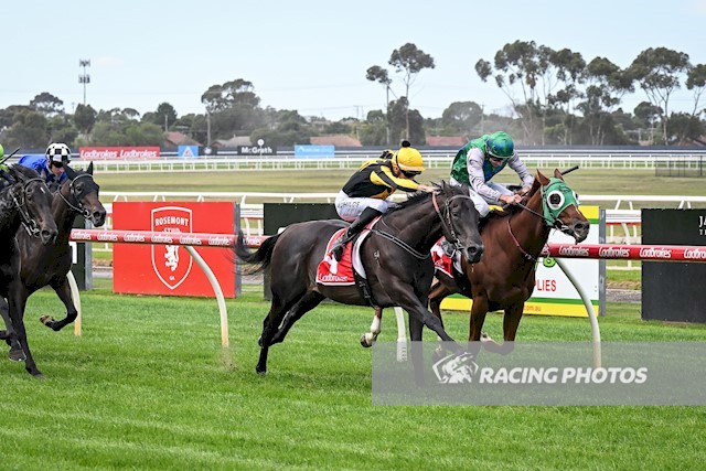 Thanks to the master trainer <a href="/Grahame_Begg/">Grahame Begg Racing</a>, his staff and buyer/racing manager <a href="/rohanjhughes/">Rohan Hughes</a> for getting a win for the owners of Muirfield (NZ) at only his second start <a href="/GeelongRaceClub/">Geelong Racing Club</a>. Thanks also to <a href="/JChilds47/">Jordan Childs</a> for a lovely ride. Looking forward to seeing his progression.