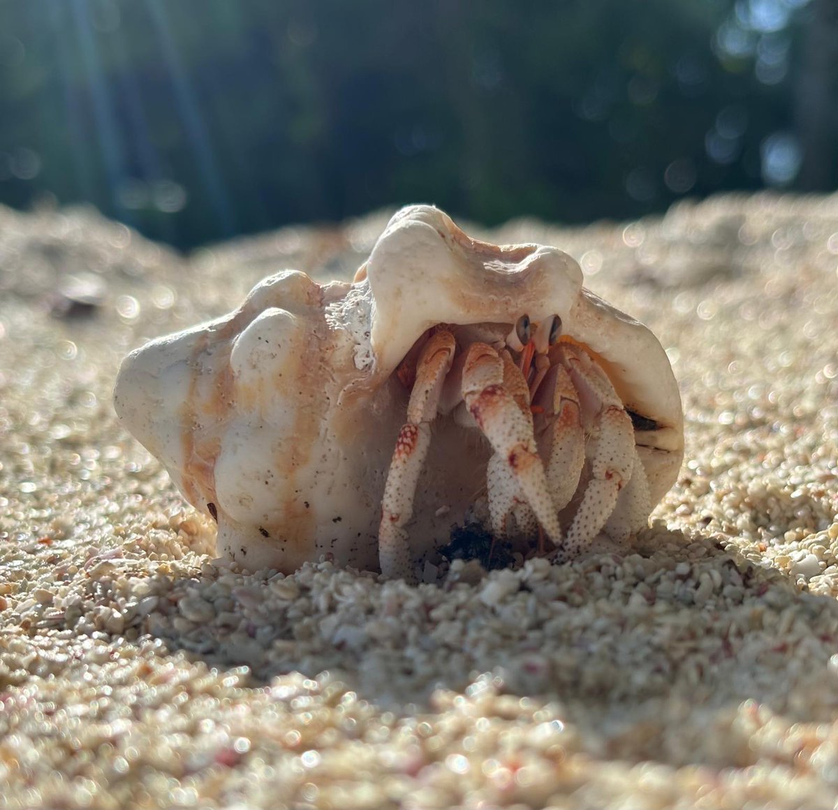 Falling in love with the quirky #hermitcrabs on Cousin Island, #Seycheles Abundant on the plateau to the sandy shores, they scuttle around exploring everything in sight, searching for decaying matter to eat, their legs and antennae protruding from their borrowed shell.
