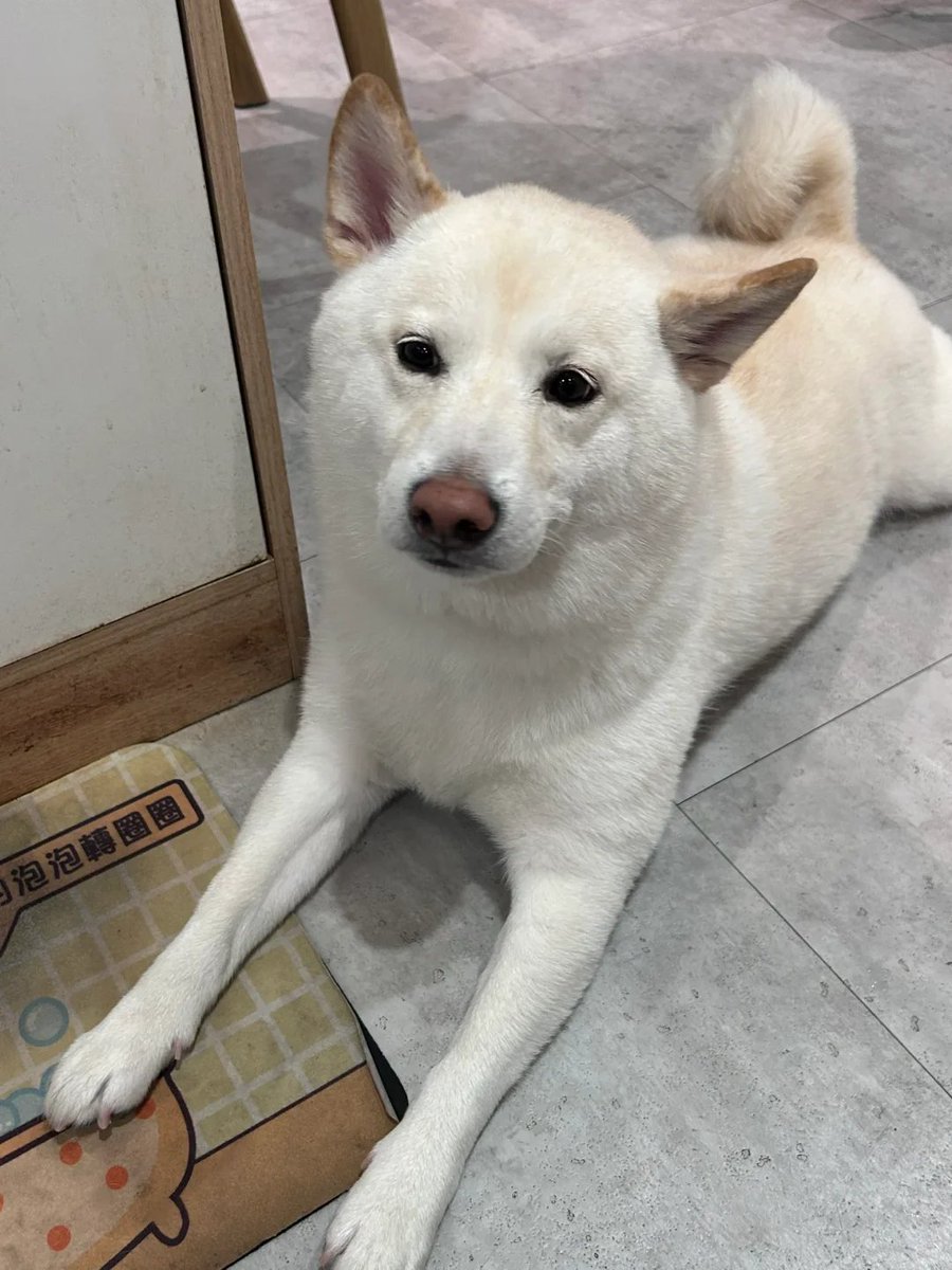 会社の近くで見つけた可愛いお店🐾✨
時々ワンちゃんが顔を出してくれて、隣に座っておとなしく食事をしてくれます🍽️🐶💖
超かわいい～！😍💕
#柴犬