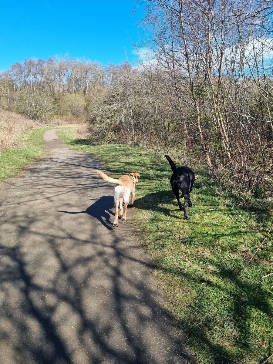 munkey4213's tweet image. #furbabies🐾❤️ #springwalks☀️