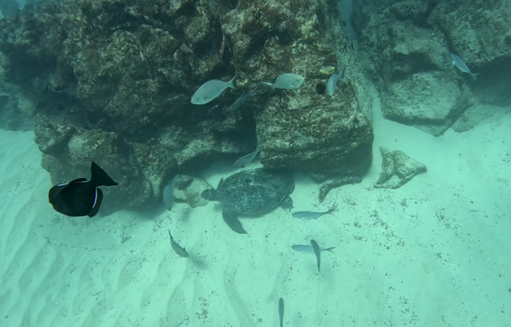 BritGeoSurvey's tweet photo. Mapping seabed geology in one of world's largest marine protected areas. 🌊🦈 🗺️   

BGS marine geoscientists have helped deliver the first marine geology and habitat maps for region to help enable long term conservation around Ascension Island.  

https://t.co/NnTNlXwueY https://t.co/IUpklfqQA8