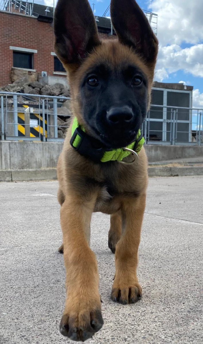 Mac, Coorie & Diesel tweet media