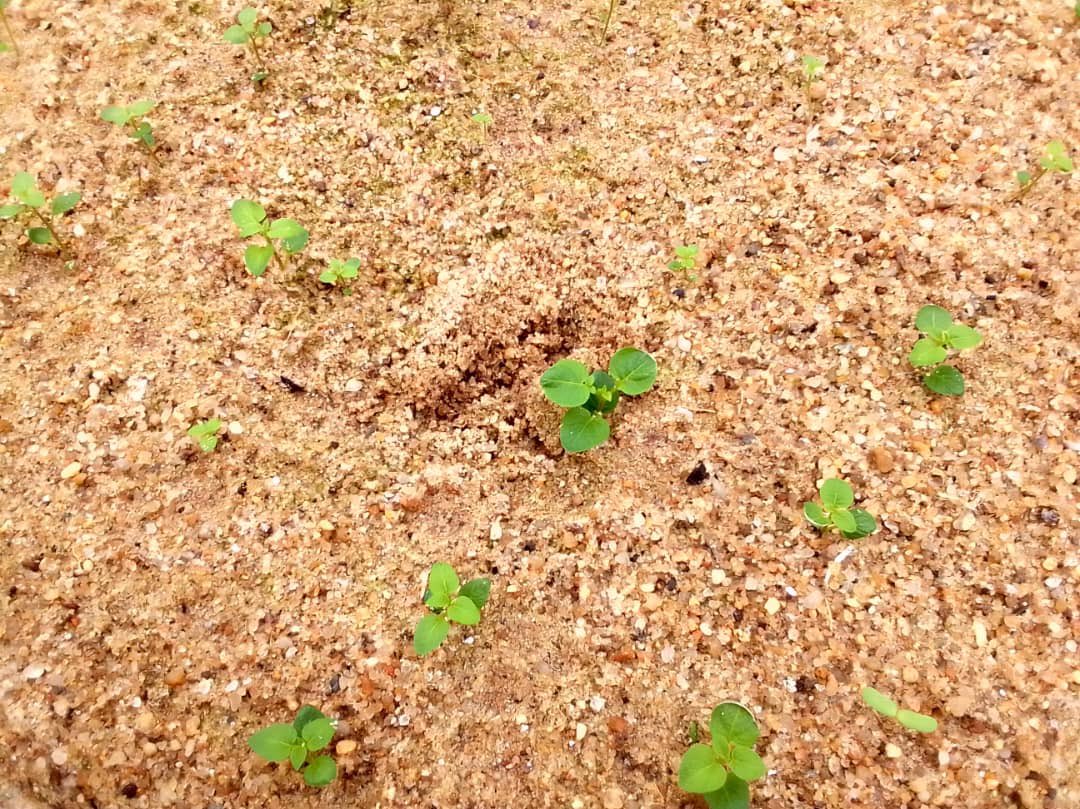 christella_wase's tweet photo. Exciting news! ‼️

I’ll be sharing weekly updates from the farm, giving you a front row seat to the journey of growing high quality Irish potato munituber seeds. 

Stay tuned for behind the scenes insights, challenges, and wins! 

#FarmingJourney #AgTech 🚜🌱 https://t.co/TKpxCIKfeJ